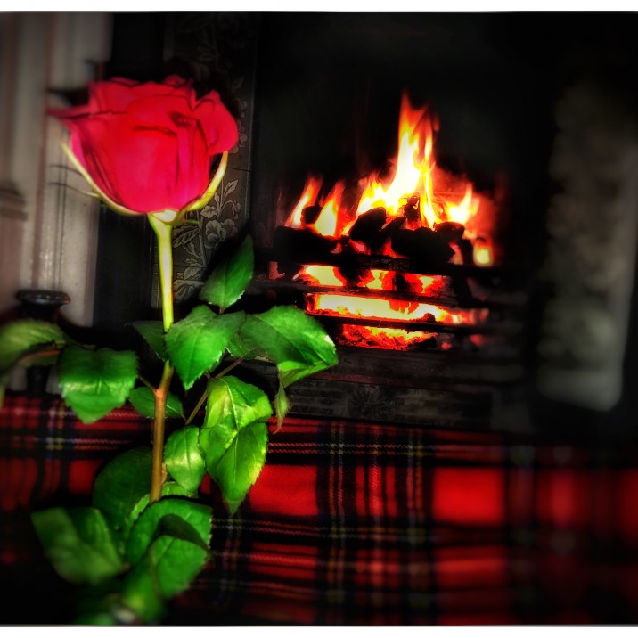 Derek Browning sent us this stunning image for Rabbie Burn's Famous poem ' A Red, Red Rose'