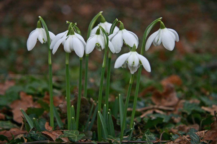 Scone Palace has a wonderful variety of different snowdrop species to be found in their grounds in early spring.