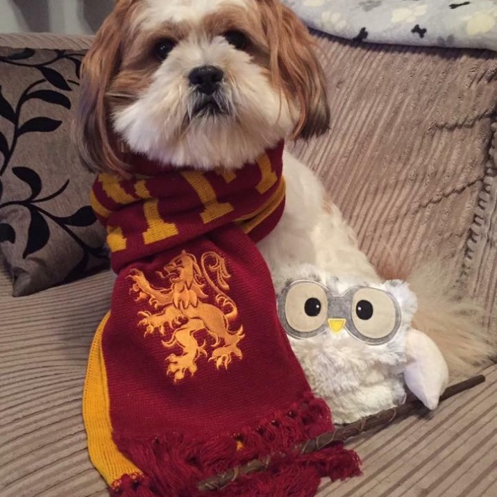 Our favourite pooch Baxter had to get in on the world book day action and donned his harry potter scarf!