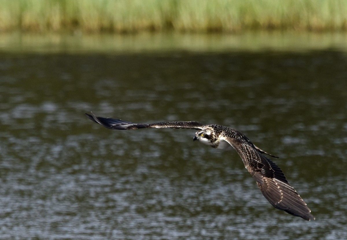 osprey project