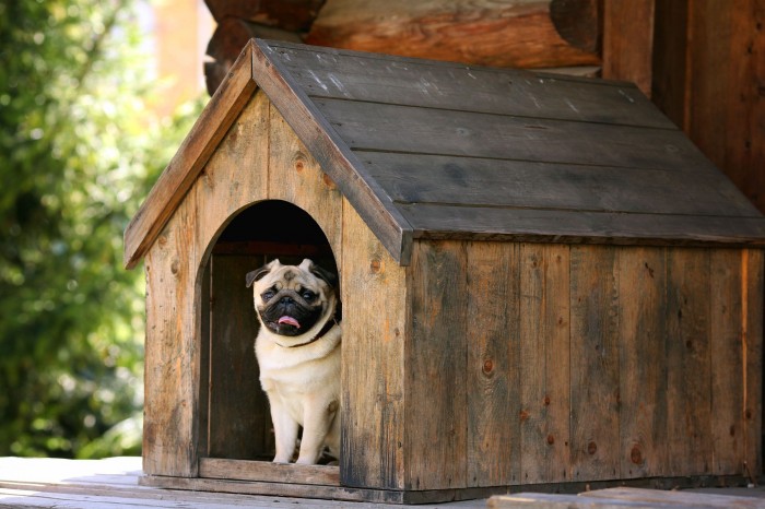 A pug in a wooden doghouse.