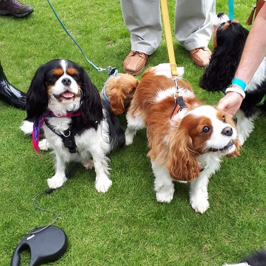 Avril sent in this picture of her super cute King Charles Spaniels.  They look like they had a great time! ❤
