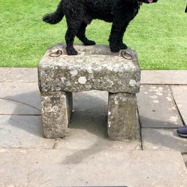 Lorraine took this pic of her cheeky Cockapoo awaiting his crown on the Stone of Destiny! #KingCockapoo 👑