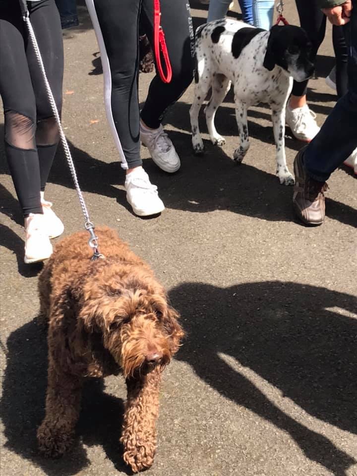 Oscar in the parade with molly 🐶They both had a great day!