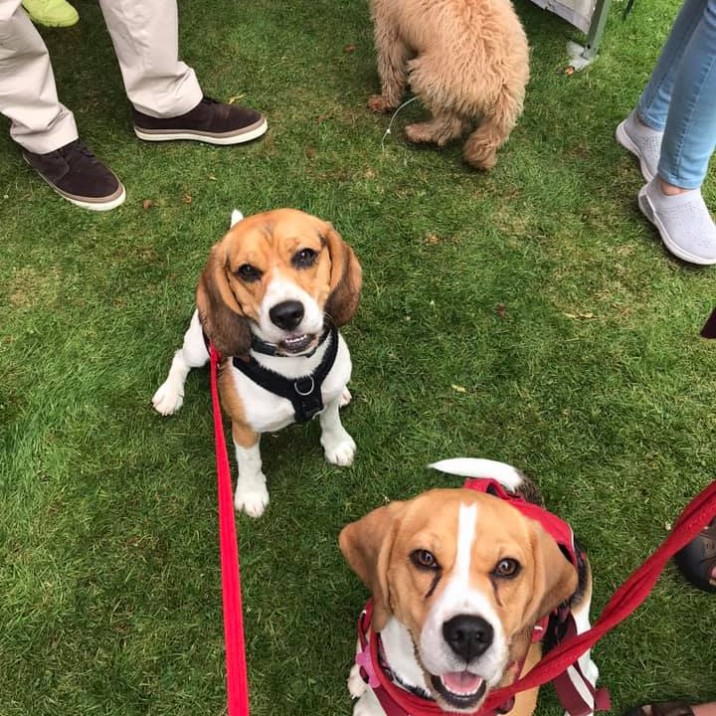 Lisa sent us this pic of her happy smiley and oh so cute Beagles! 🥰