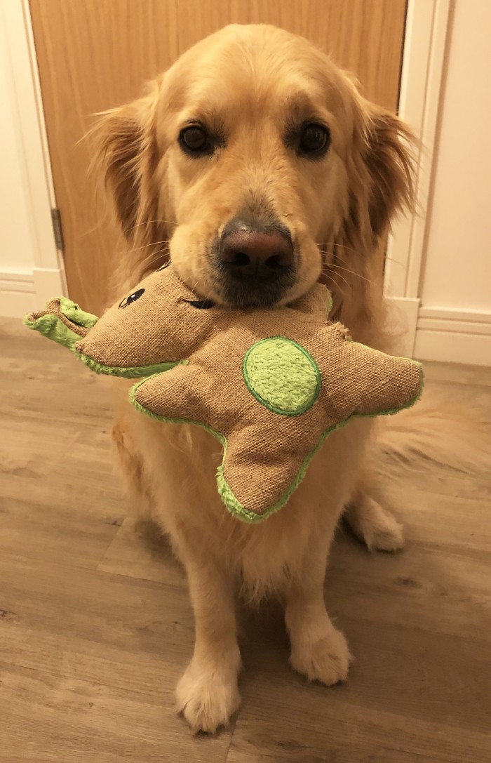 Give natural dog toys a try!