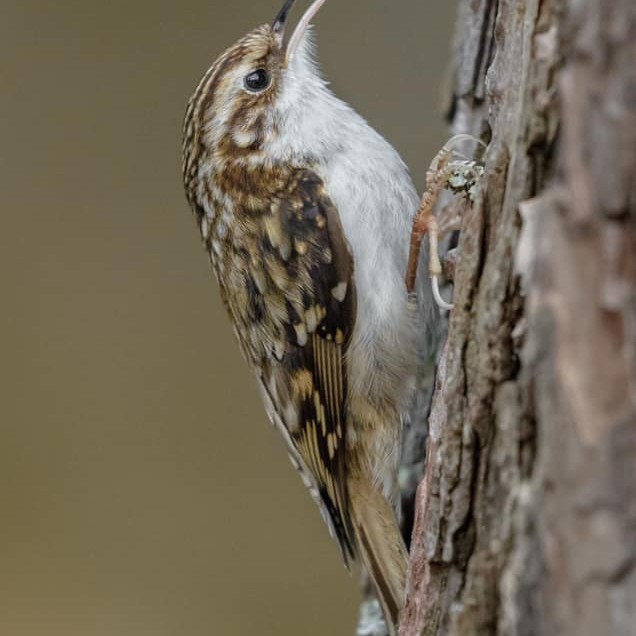 A fantastic shot of a tree creeper by Connor McLaren.