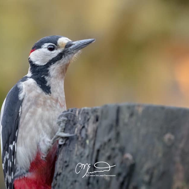 What's a woodpecker's favourite joke? Knock-knock of course!